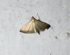 Spilomelinae