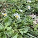 Lawn Daisy - Photo (c) vale1408, some rights reserved (CC BY-NC)