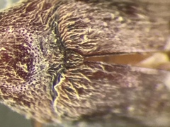 Trixagus chevrolati