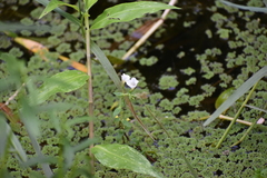 Bacopa monnieri