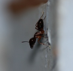 Camponotus