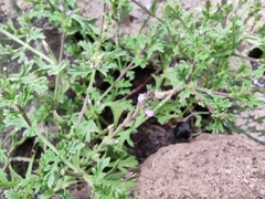 Verbenaceae