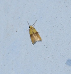 Stathmopoda