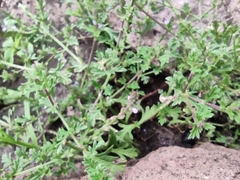 Verbenaceae