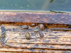 Armadillidium versicolor