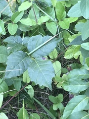 Toxicodendron