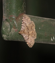 Polydesma