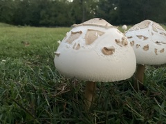Chlorophyllum