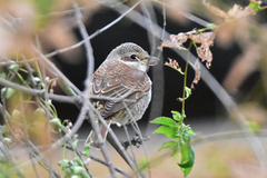 Lanius collurio