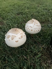 Chlorophyllum