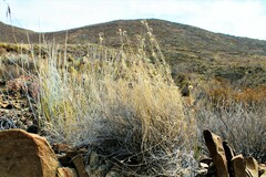 Bouteloua ramosa
