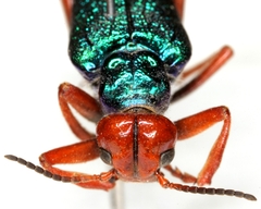 Eupompha fissiceps