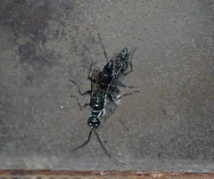 Trirogma caerulea