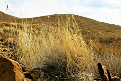 Bouteloua ramosa