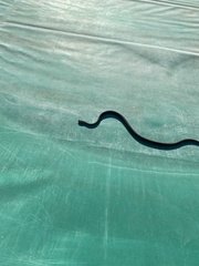Hierophis viridiflavus