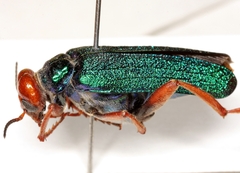 Eupompha fissiceps
