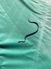 Hierophis viridiflavus