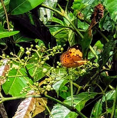 Cupha erymanthis lotis