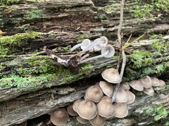 Mycena maculata