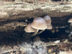 Mycena maculata