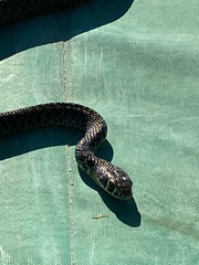 Hierophis viridiflavus