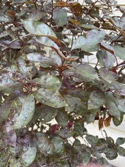 Diplocarpon rosae
