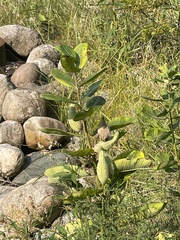 Asclepias syriaca