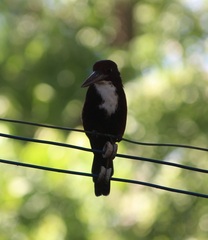 Halcyon smyrnensis