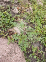 Dyssodia papposa