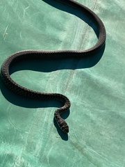 Hierophis viridiflavus