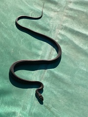 Hierophis viridiflavus