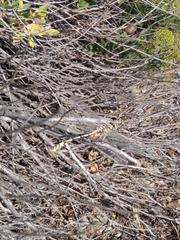 Lindenia tetraphylla