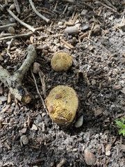Scleroderma areolatum