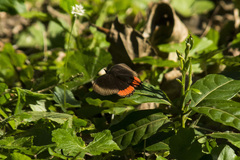 Biblis hyperia