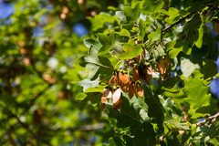 Acer monspessulanum