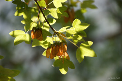 Acer monspessulanum
