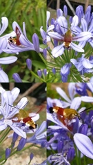 Hemaris fuciformis