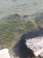 Hydrilla verticillata
