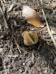 Scleroderma areolatum