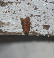 Noctuidae