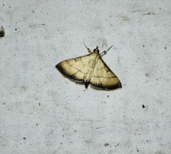 Cnaphalocrocis