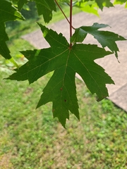Acer saccharinum