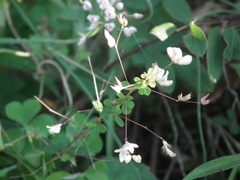 Lespedeza virgata