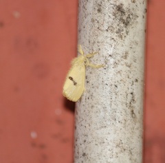 Artaxa