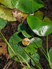 Nuphar advena