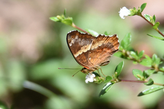 Anartia fatima