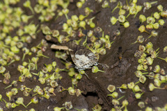 Heterusia