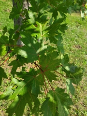 Acer saccharinum