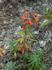Euphorbia glareosa