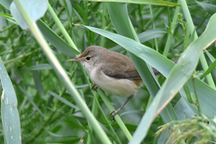 Acrocephalus scirpaceus